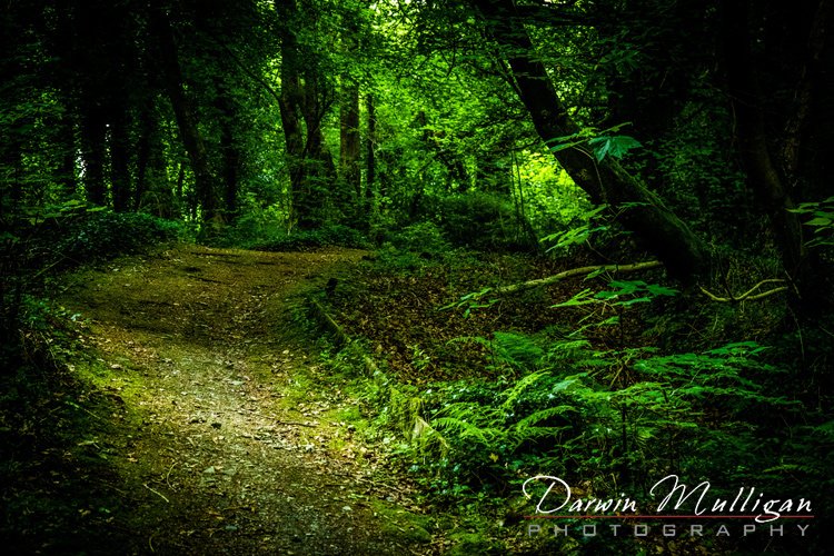 Ireland-Beech-Hill-Resort-Trail-Through-The-Forest