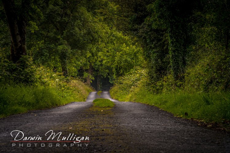 Ireland-Trail-Through-The-Woods-at-Mount-Falcon-Estates