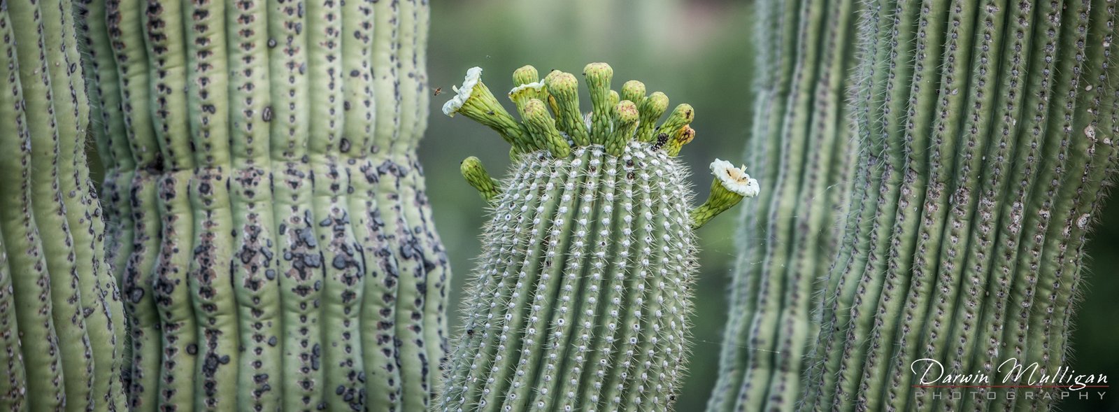 blooming saguaro cactus superstition mountains arizona