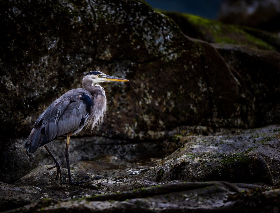 Blue Heron, Snickett Park, Sunshine Coast, BC