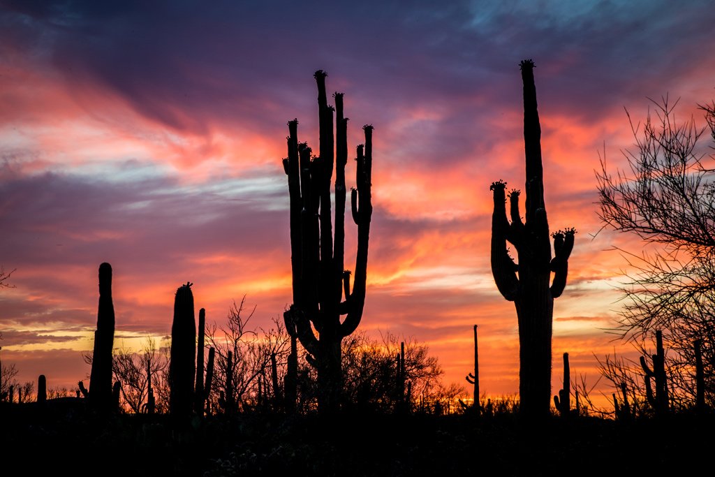 Cactus at sunset Ironwood National Monument Arizona